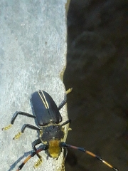 Dorcacerus barbatus