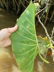 Montrichardia linifera