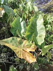 Montrichardia linifera