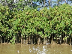 Montrichardia linifera