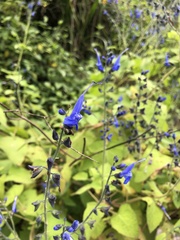 Salvia macrophylla
