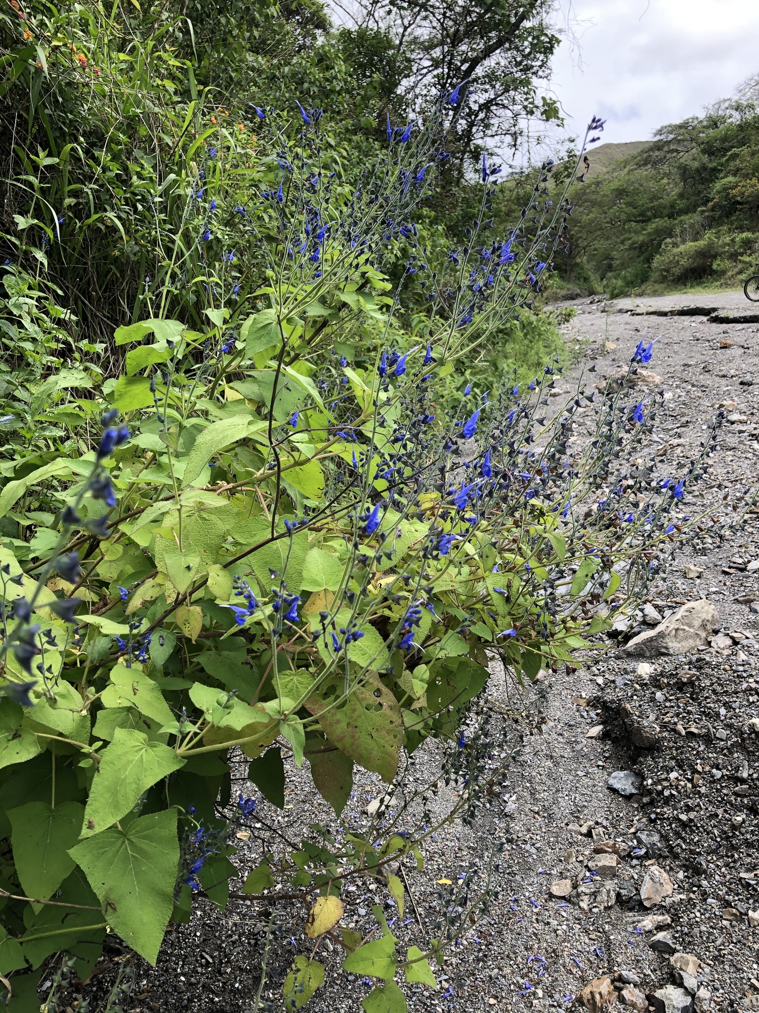 Salvia image