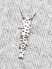 Yponomeuta strigillatus