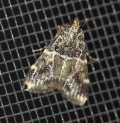 Orthaga atribasalis