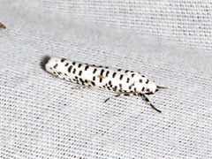 Yponomeuta strigillatus