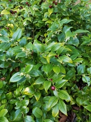 Sarcococca