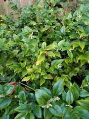 Sarcococca