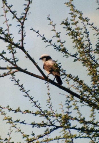 White-crowned Shrike
