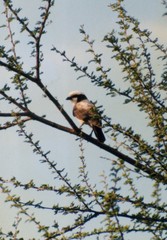 Eurocephalus anguitimens