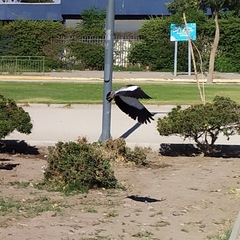 Vanellus chilensis chilensis