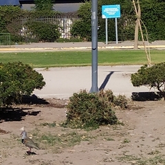 Vanellus chilensis chilensis