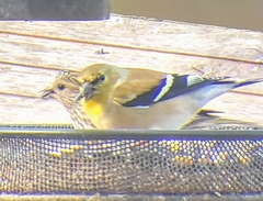 Spinus tristis