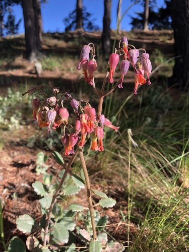 Kalanchoe laxiflora