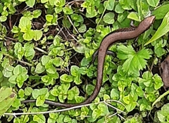 Siderolamprus rozellae