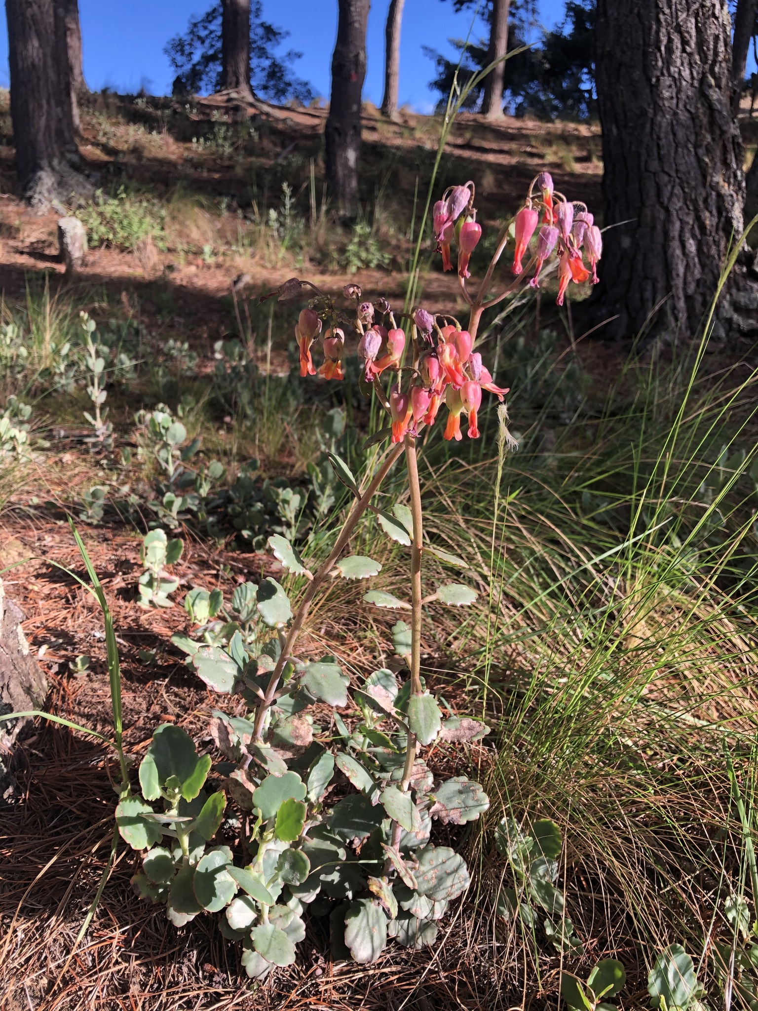 Kalanchoe laxiflora image