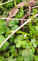 Siderolamprus rozellae