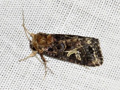 Spodoptera apertura