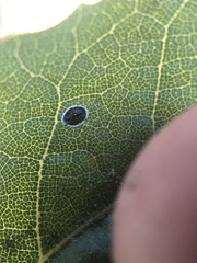 Tetraleurodes perileuca