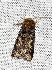 Spodoptera apertura