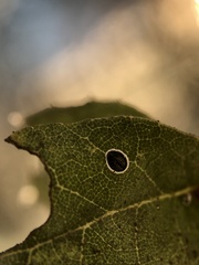 Tetraleurodes perileuca