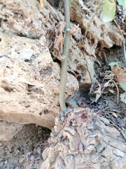 Dioscorea mexicana