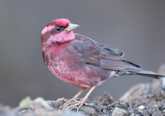 Procarduelis nipalensis