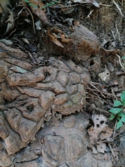 Dioscorea mexicana