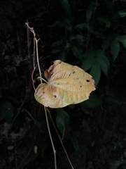 Dioscorea mexicana