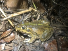 Ranoidea alboguttata