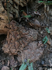 Dioscorea mexicana