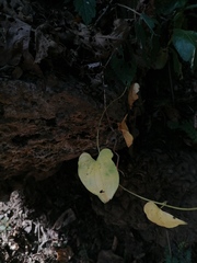Dioscorea mexicana