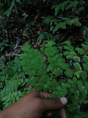 Adiantum amplum