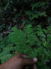 Adiantum amplum