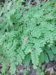 Adiantum amplum