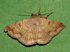 Ericeia sobria
