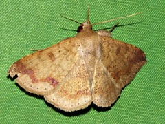 Ericeia sobria