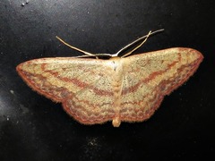 Scopula caesaria