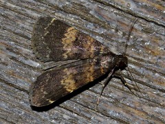 Hydrillodes uliginosalis