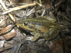 Ranoidea alboguttata