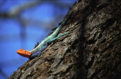 Agama kirkii