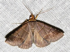 Plecoptera melalepis