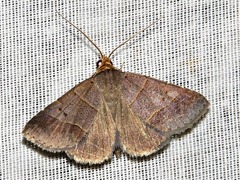 Plecoptera melalepis