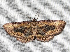 Horisme obscurata obscurata