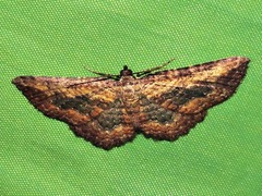 Horisme obscurata obscurata