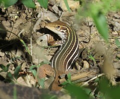 Aspidoscelis stictogrammus