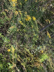 Solidago canadensis canadensis