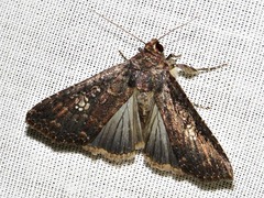 Condica capensis