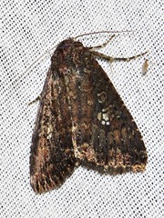 Condica capensis