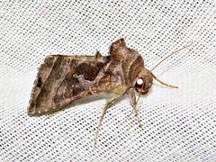 Thysanoplusia rectilinea