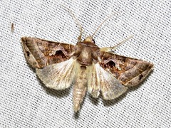 Thysanoplusia rectilinea